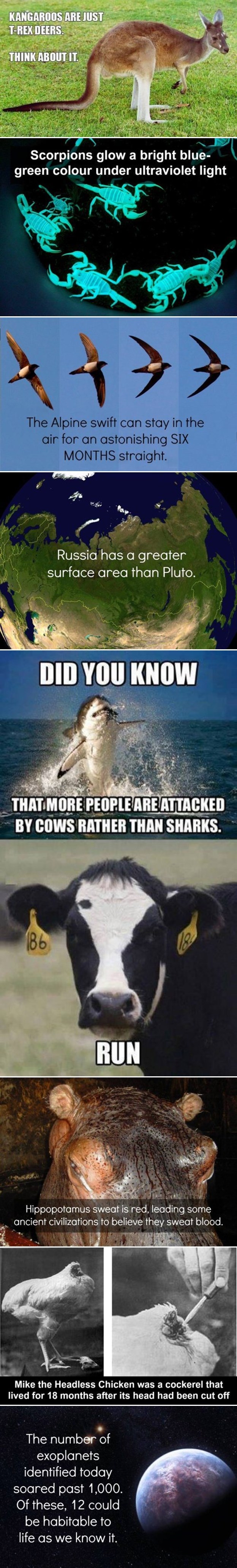 Kokoš bez glave živjela godinu i pol