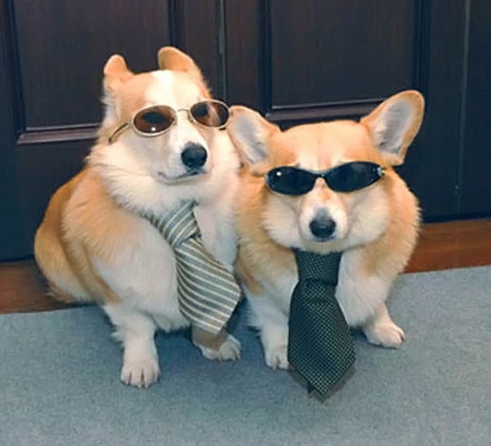 Korgi "inkorgnito": Što se dogodi u Vegasu, ostaje u Vegasu