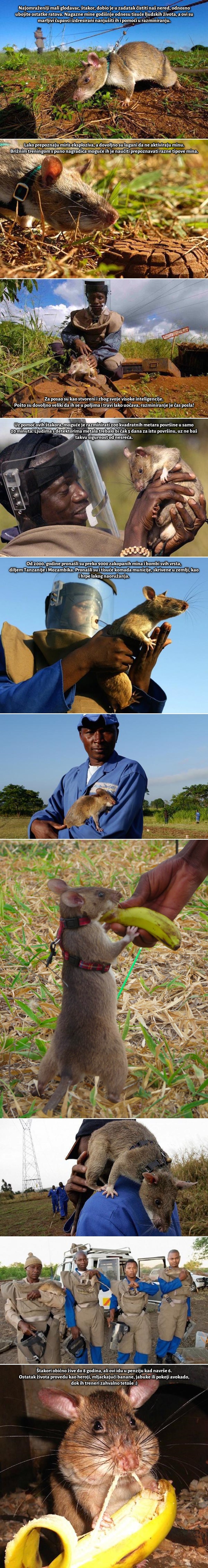 GALERIJA: Spašavaju tisuće života, a mi ih mrzimo!