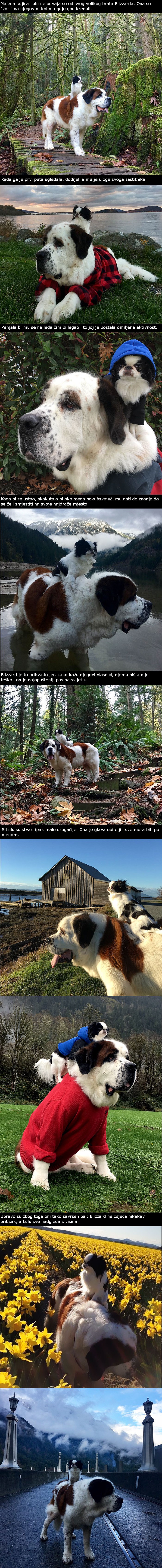 Iako potpuno drugačiji, ovi su psi nerazdvojni od prvog susreta