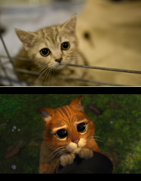 "Mačak u čizmama" u live izdanju