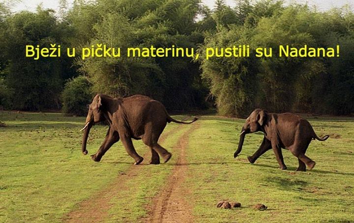 Kamo, slonovi, zar ne znate da Nadanu treba reći "Hvala!"?