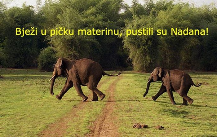 Kamo, slonovi, zar ne znate da Nadanu treba reći "Hvala!"?
