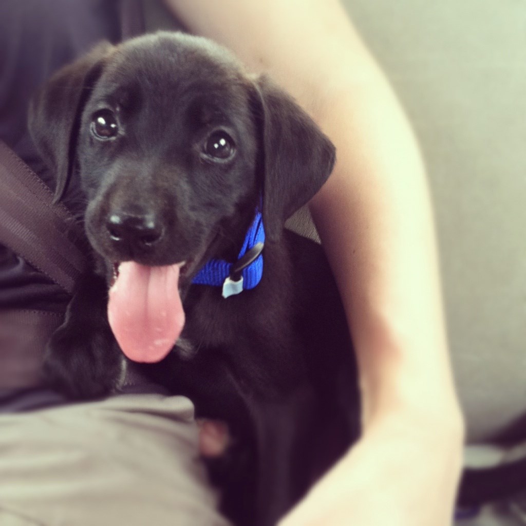 Sretni psić spašen iz azila: Na putu u novi dom