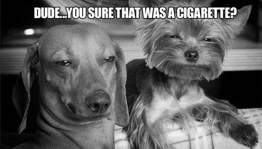 Psići lebde od sreće