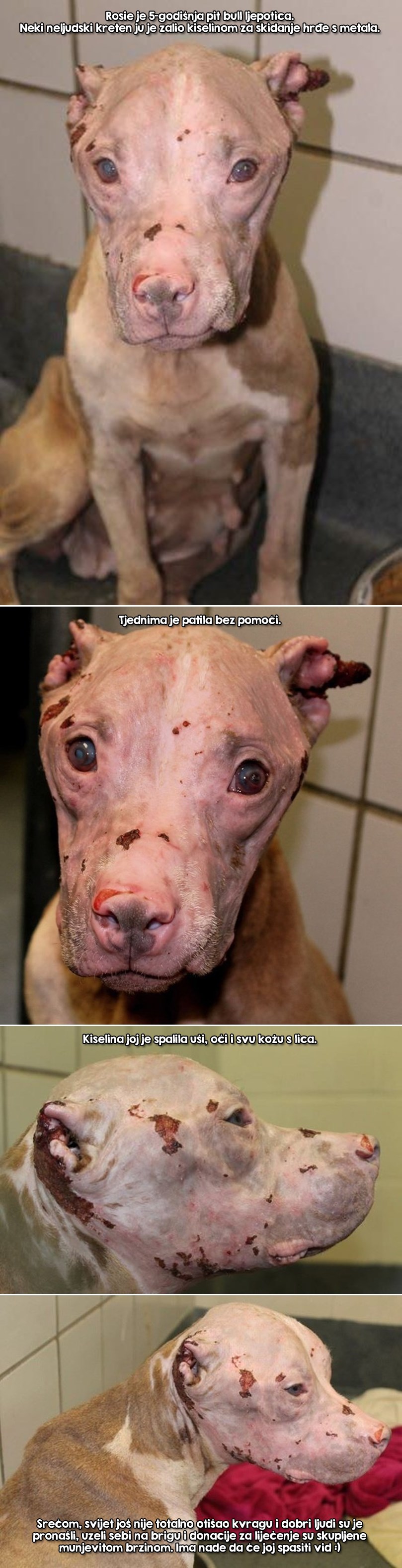 GALERIJA: Ipak ima nade za pitbullicu koju je neka morončina zalila kiselinom!