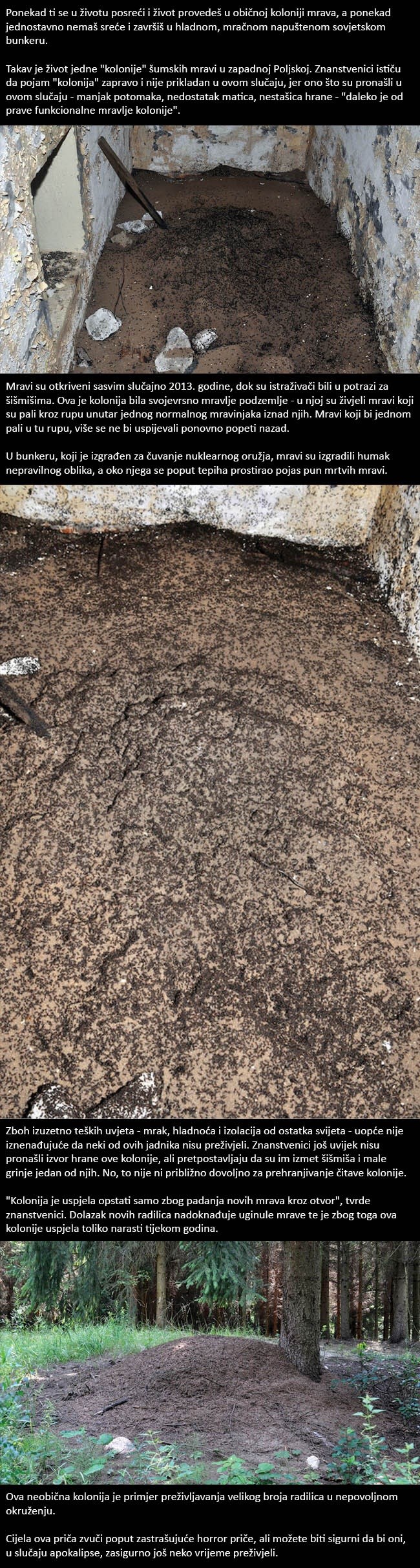 Stotine tisuća jezivih mrava pronađeno u napuštenom sovjetskom bunkeru