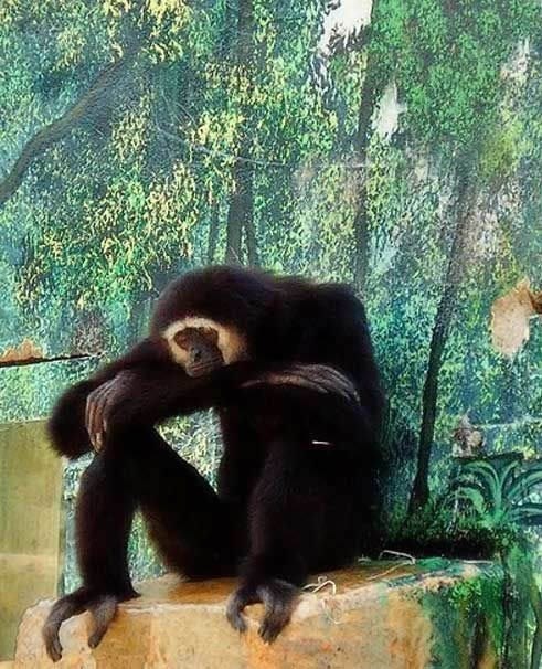 Zamišljeni majmun zaspao u neobično ljudskoj pozi