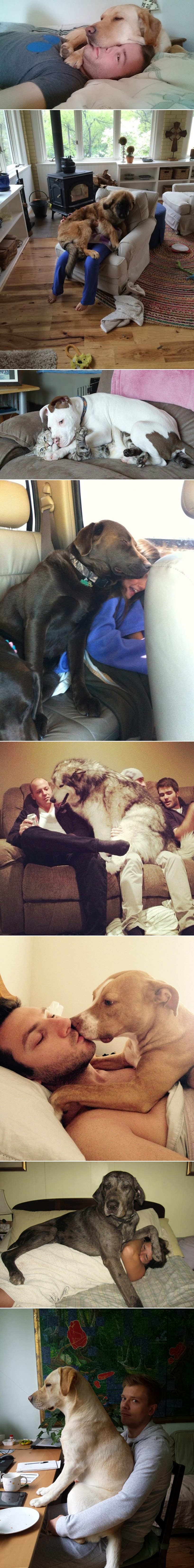 Najveći psi, najveće maze?