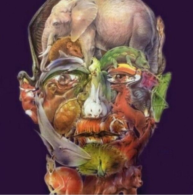 Test zapažanja: Koliko životinja vidite na slici?