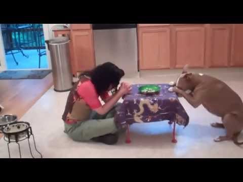 Ovaj pametni Pit Bull izvodi nevjerojatne trikove