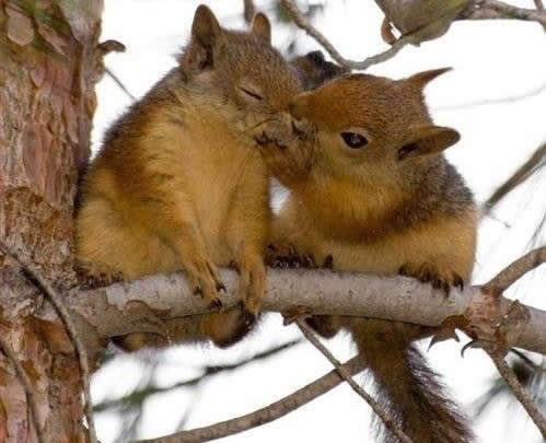 Vjeverac nježno ljubi svoju dragu