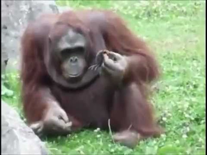 Orangutan je primijetio malu pticu u nevollji, ono što je uslijedilo je najbolja stvar ikad!