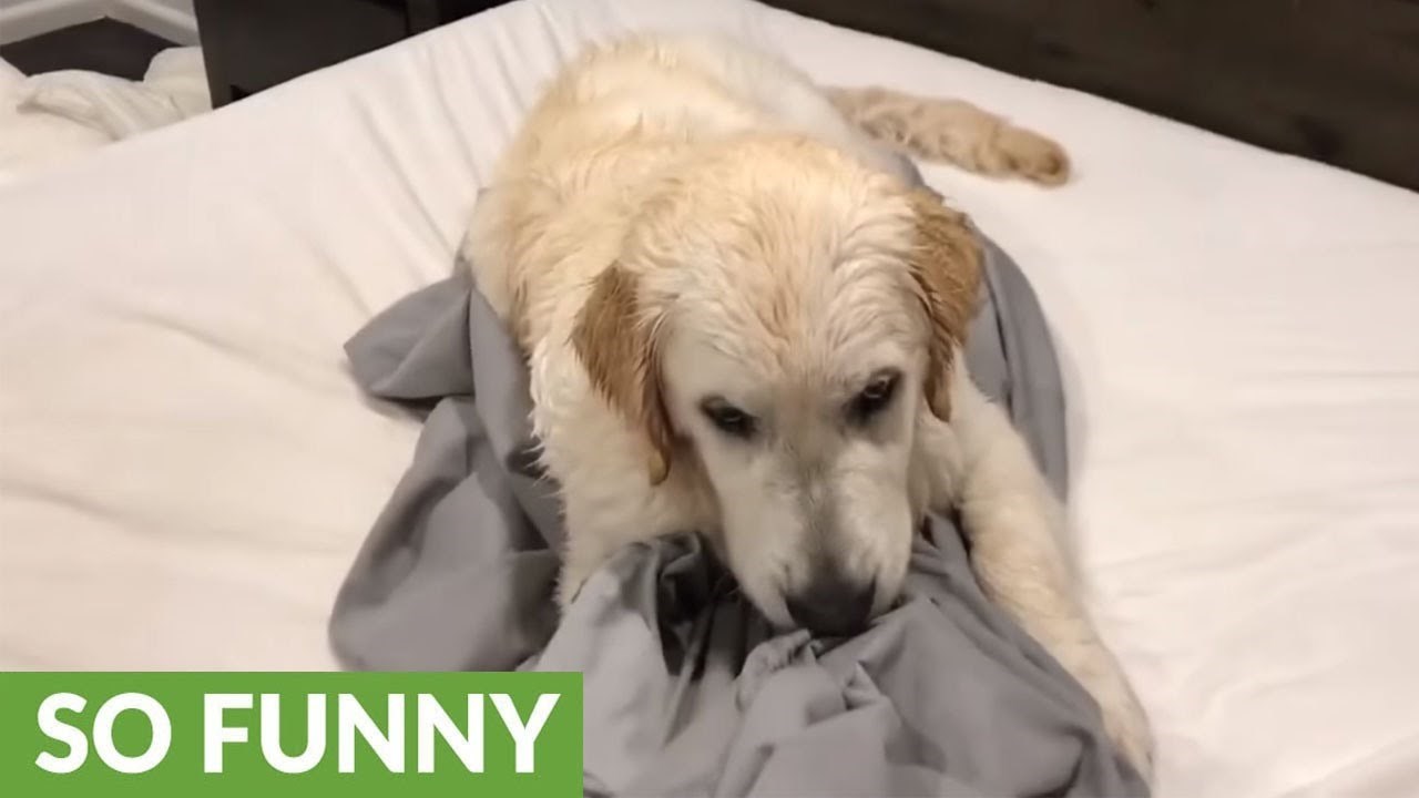 VIDEO Tvrdoglavi pas je odlučio: "Nema šanse, ne izlazim iz ovog kreveta!"