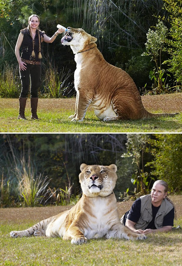 Najveća mačka na svijetu je ligar Hercules