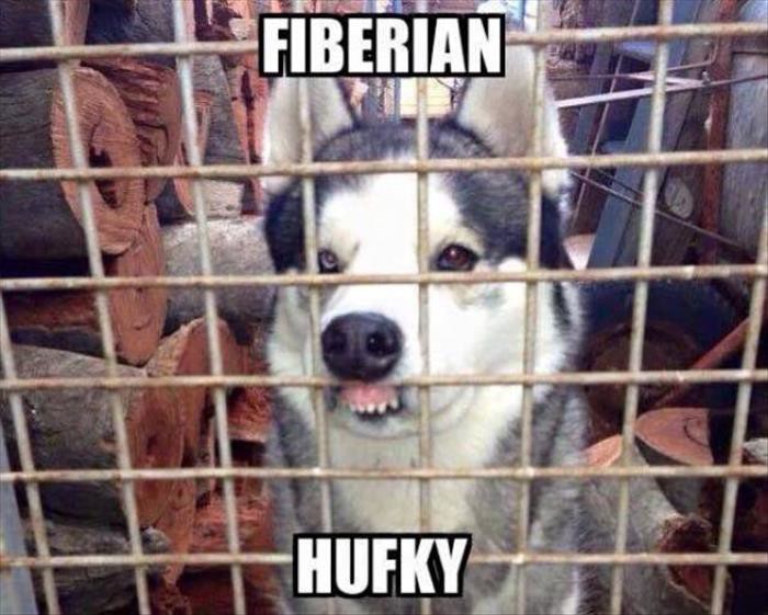 Pa fibirski hafki, što ti nije jasno!?