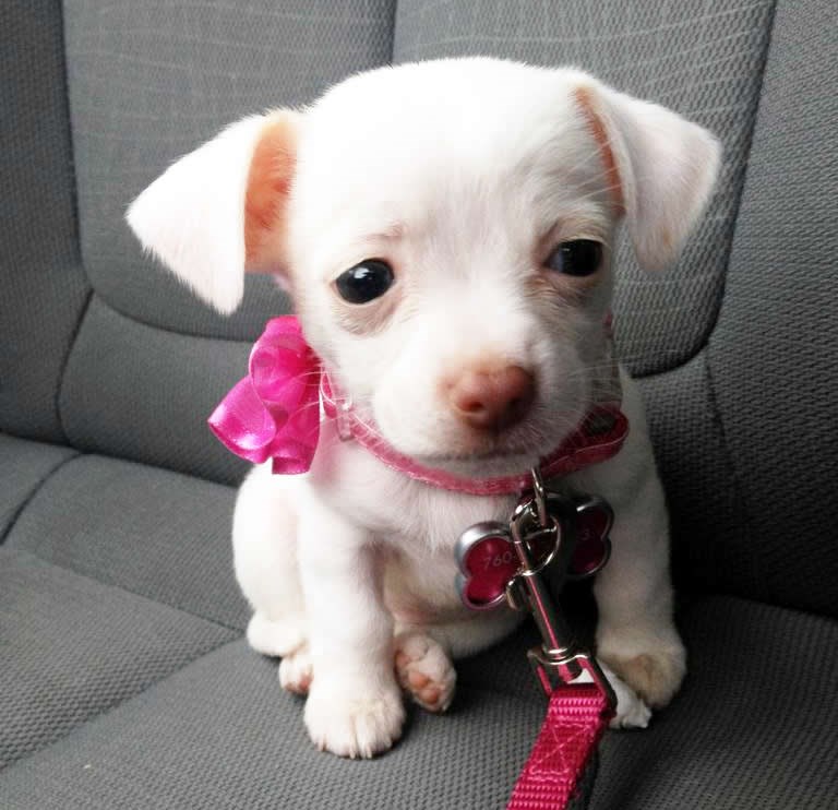 Pokloniš joj ovakvu slatkicu i sve je oprošteno