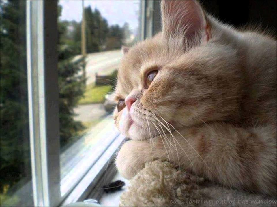 Ahh.. da bar pas pobjegne..