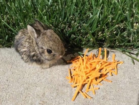 Zeko spreman ponjupati mrkvicu