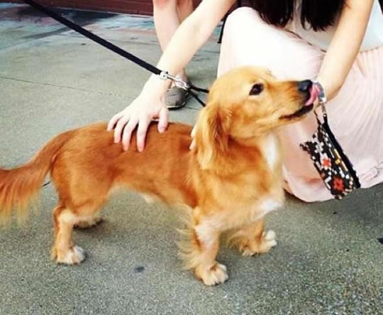 Kad jazavčar obljubi "visoku plavušu"