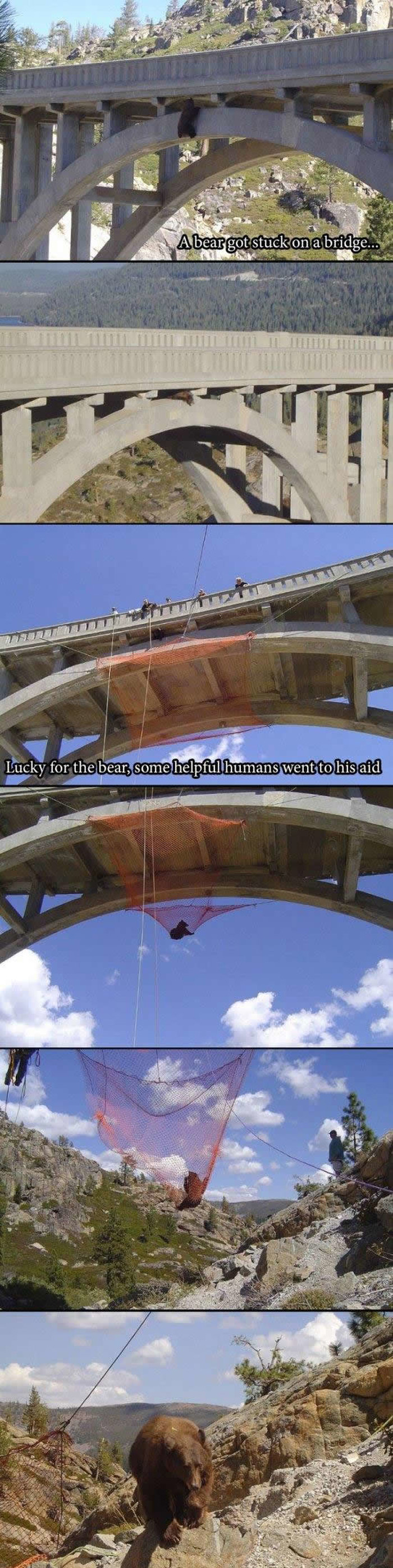 Radoznali medo spašen s mosta