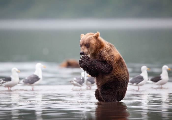 Zli medvjed likuje: Njahahaha, sve ribe su moje, MOJE!