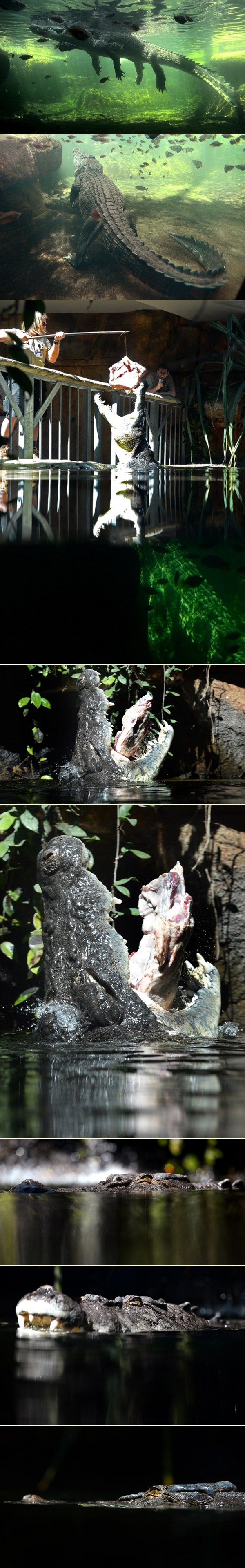 Što kad Rex ogladni? Ovo je jedan od najvećih krokodila