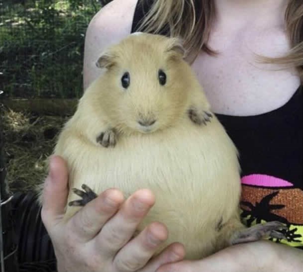 Trudni zamorčić, slatka loptica veselja