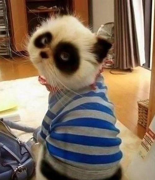 Ne, ovo nije namrgođena panda