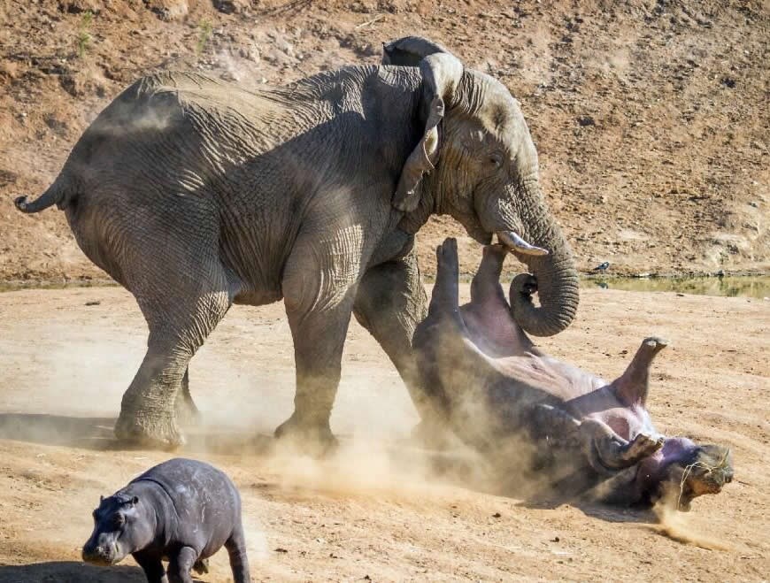 Vodenkonj se pravio važan pred sinom i napao slona