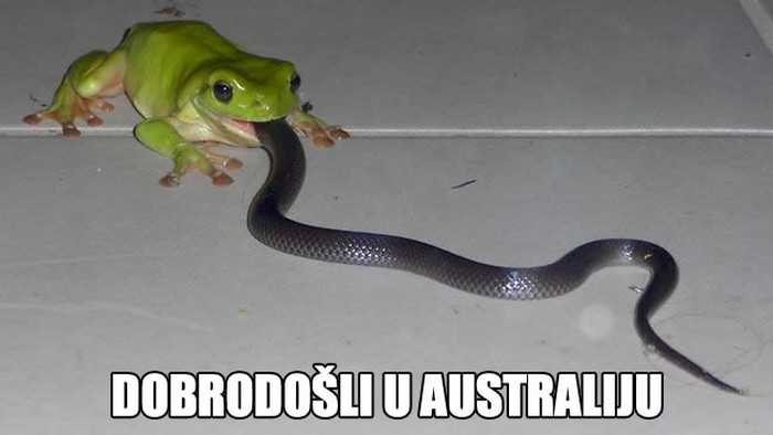 Australija: Zemlja u kojoj te sve što vidiš pokušava ubiti