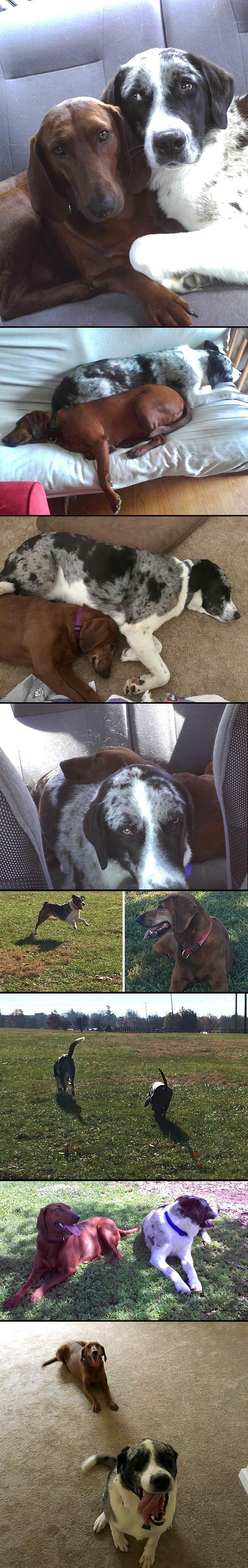 Žena je htjela udomiti psa, no on je odbijao otići bez svoje najbolje prijateljice