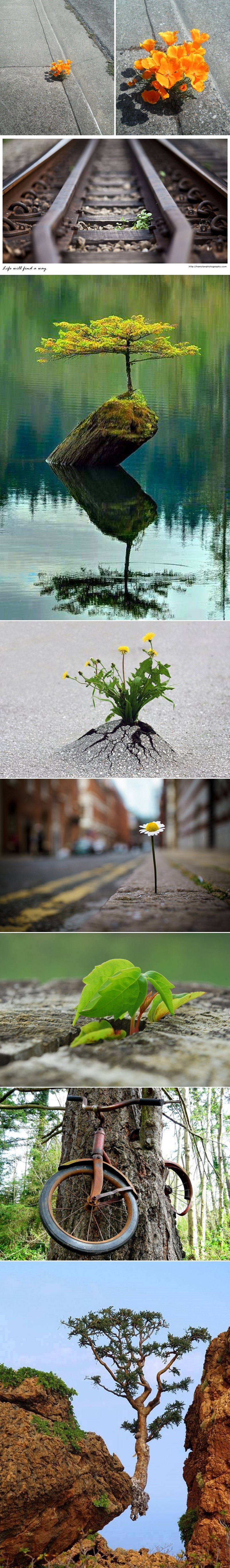 GALERIJA: I kad je teško, ne odustajte - život uvijek nađe načina