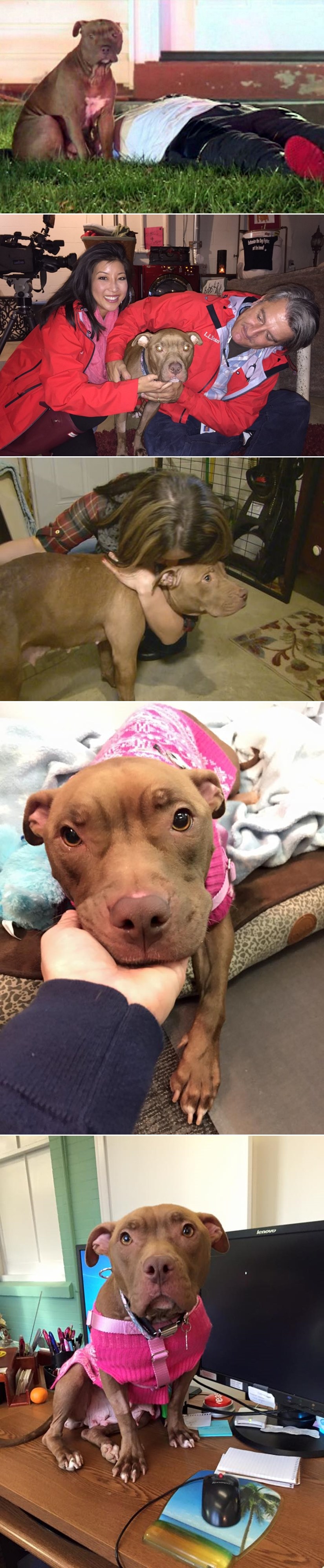 U gorućoj kući čuvala stradalog vlasnika, htjeli je ubiti jer je - pit bull