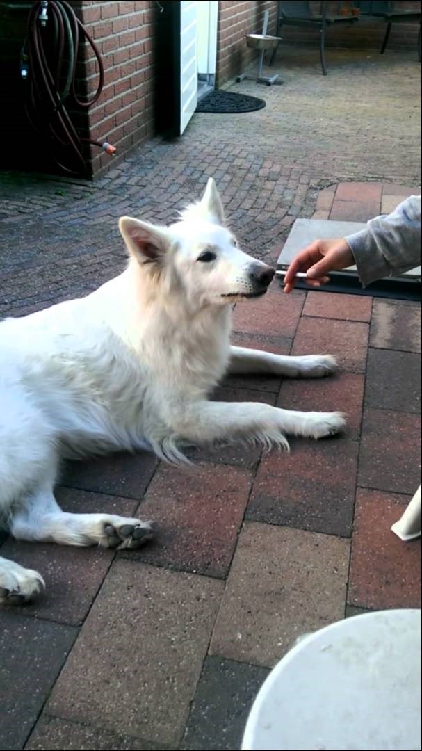VIDEO: Pametni pas odbija smrdljive cigarete, fuj to!