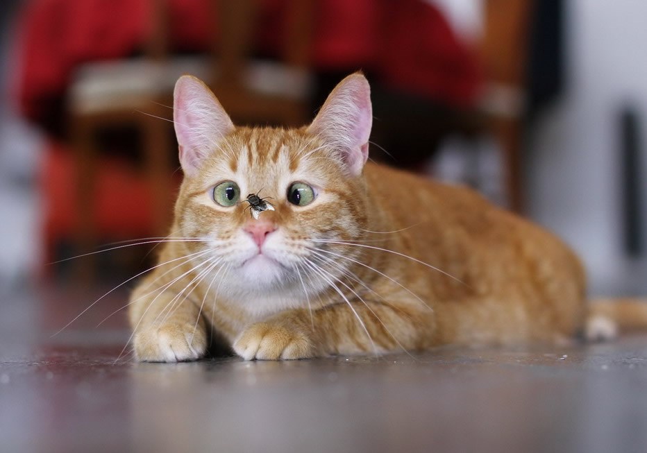 Mačor u dubokom transu, koncentrira se na letećeg suparnika