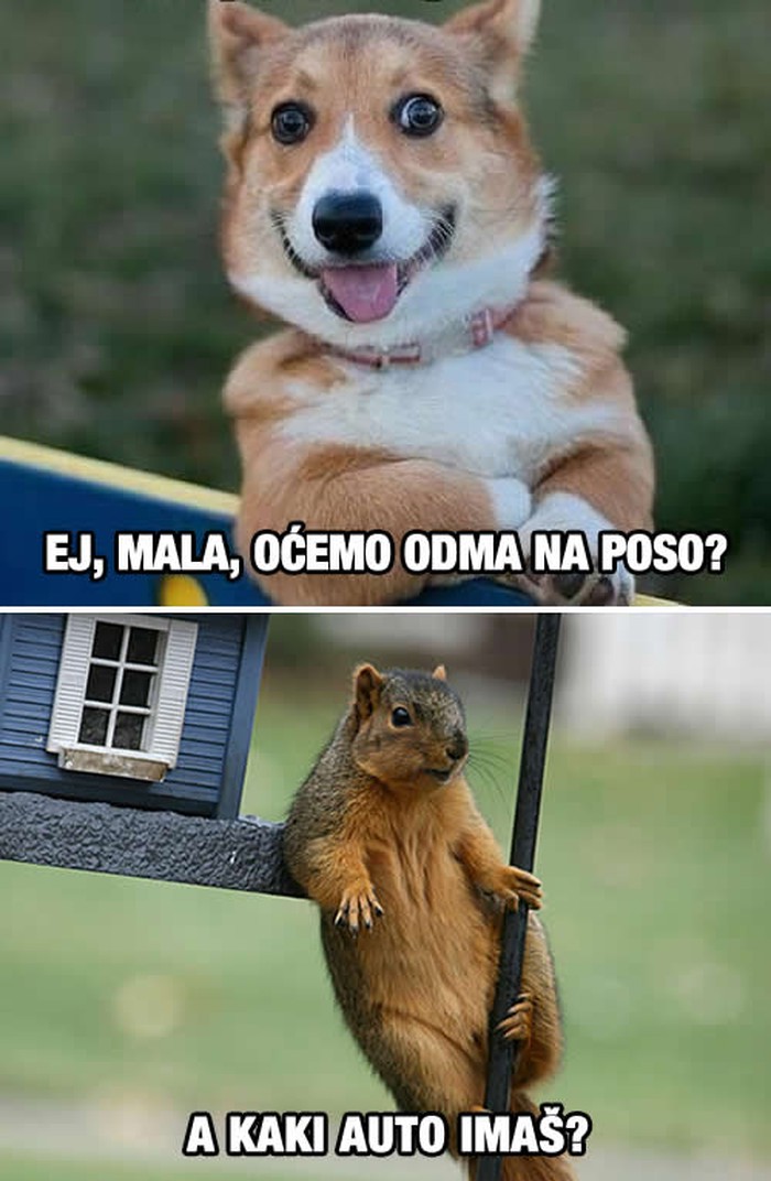 Rvacko životinjsko carstvo postalo bahato