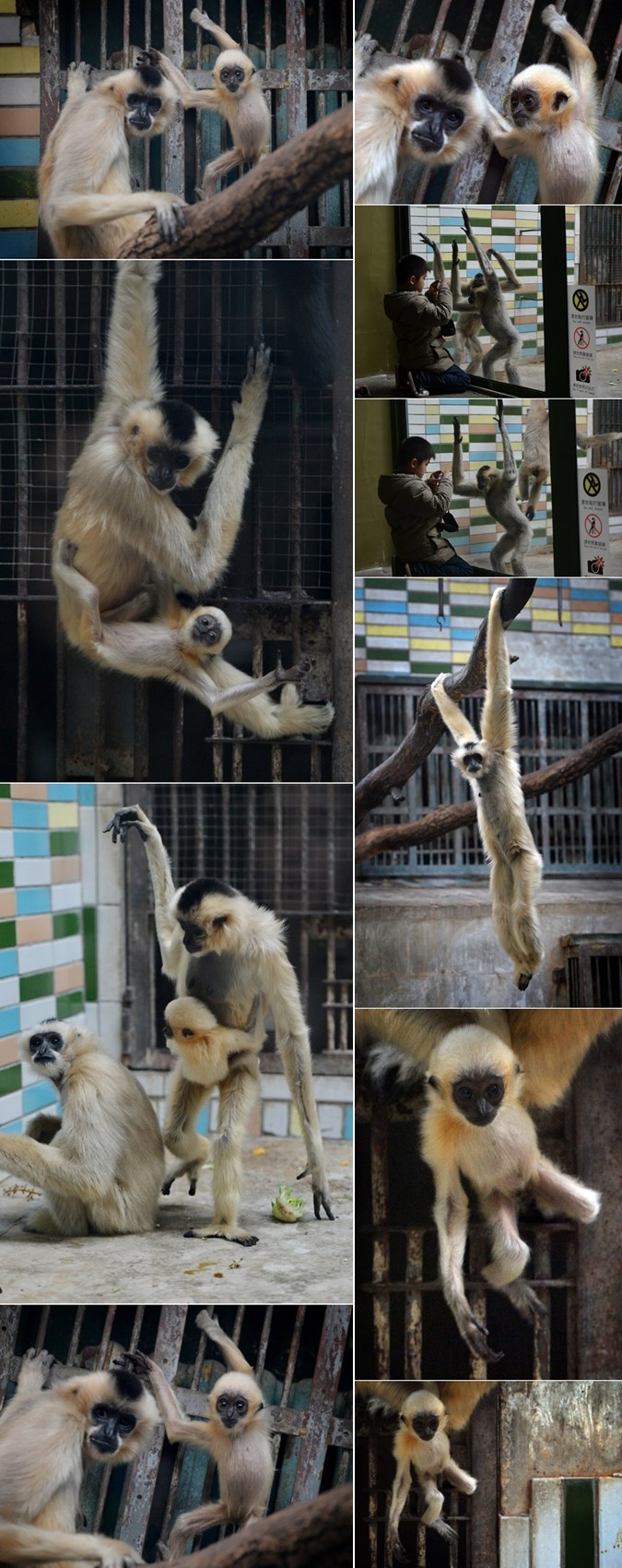 Slatki čupavi giboni