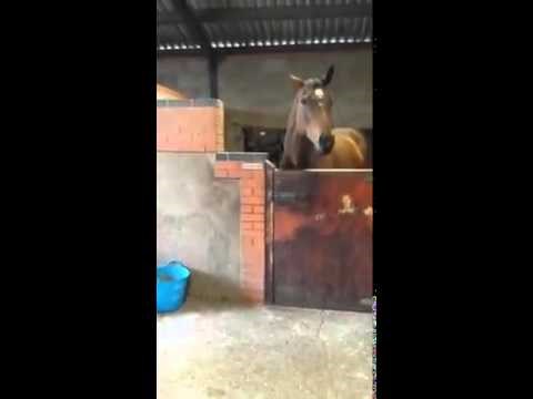 Jedini konj na svijetu koji radi OVO kad mu pustite muziku!