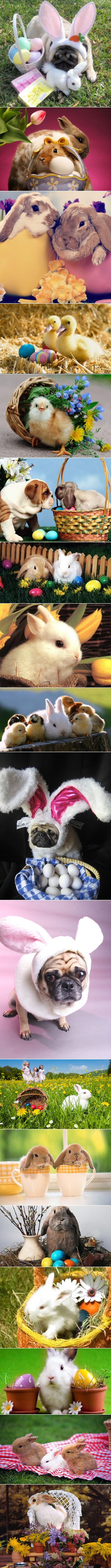 Predoziranje uskrsnom slatkoćom