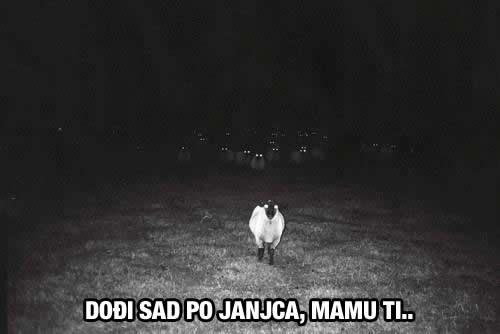 Ovcama prekipilo - očnjaci škljocaju u mraku