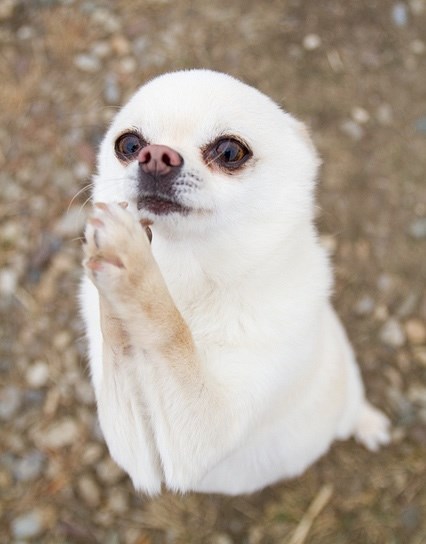 Ajde mu ne daj kad te ovako lijepo moli!