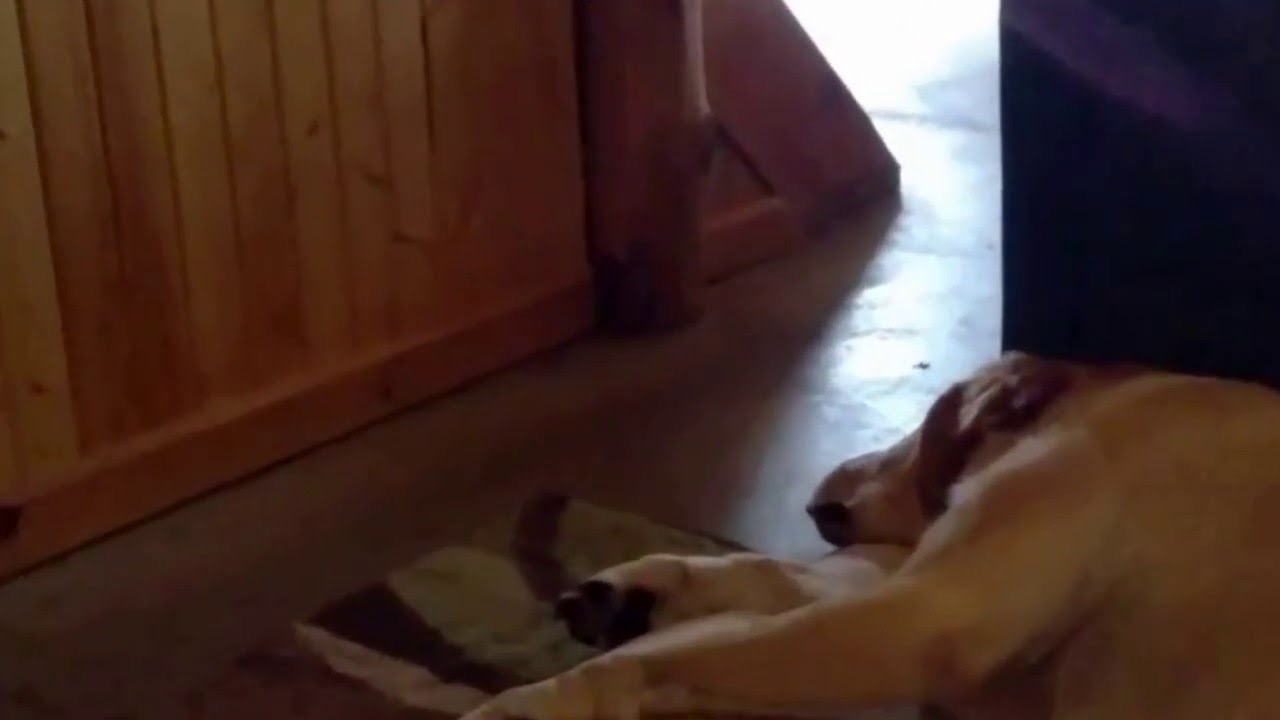 BAHAHAHAH: Pas hrče kao lik iz crtića, ovo ne postoji!