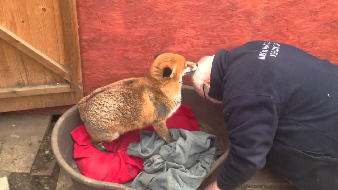 VIDEO: Nevjerojatan susret čovjeka i lisice