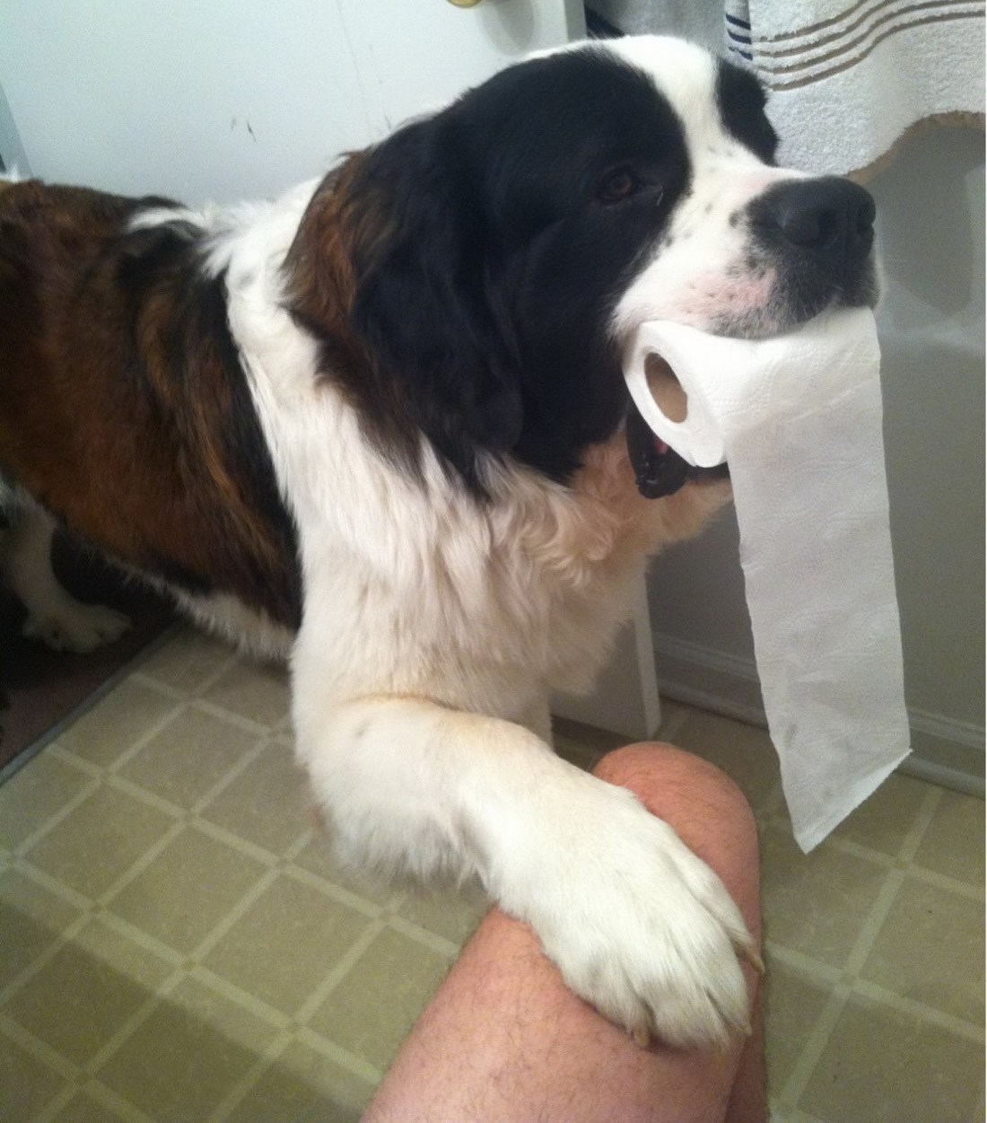 Fotka dokazala: Pas je čovjekov najbolji prijatelj