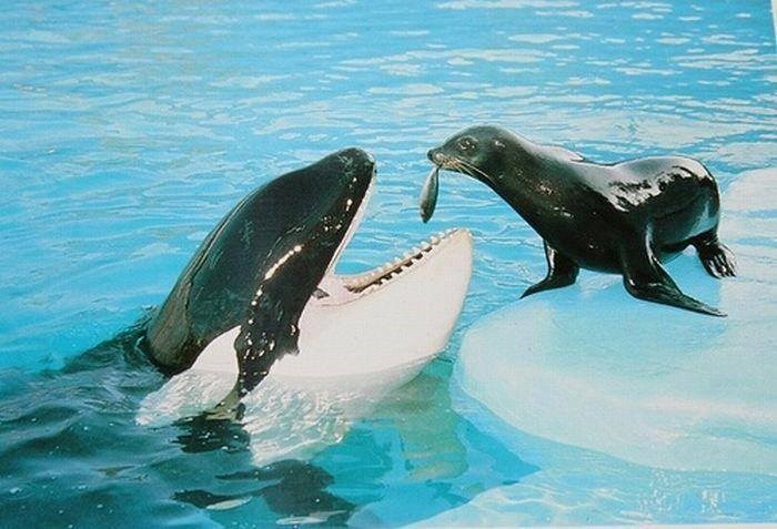 evo, riba, bila si dobra..