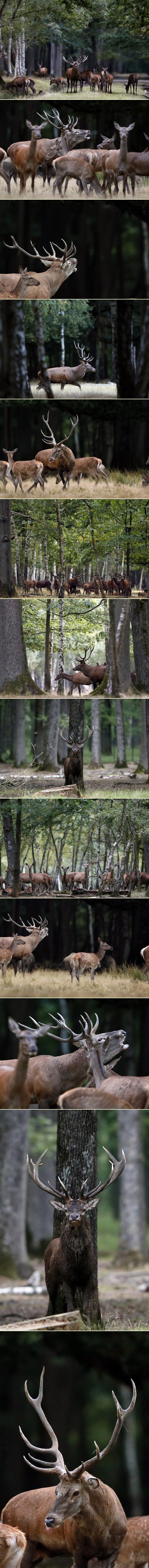 Carstvo jelena u šumi nedaleko od Pariza