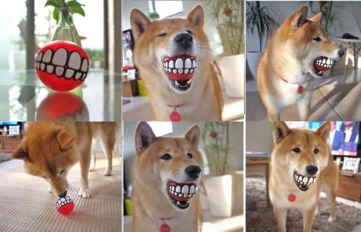 Najzabavnija igračka za psa pretvara ga u facu iz crtića