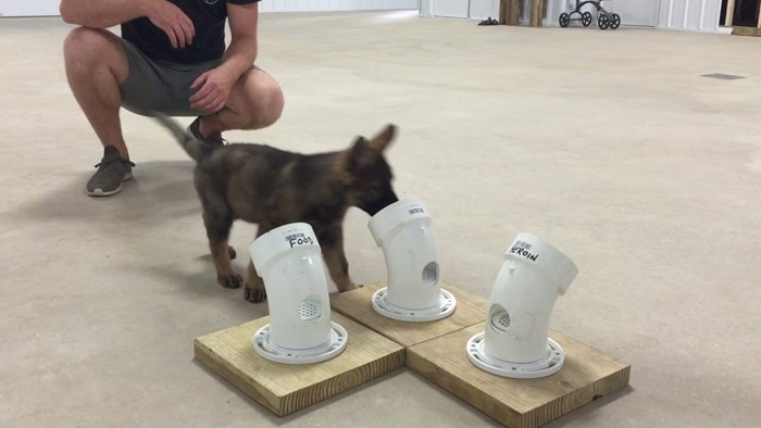 VIDEO Najslađi policijski pas je bio na jednom od prvih treninga i odlično je obavio posao!