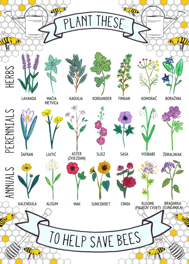 Želiš spasiti svijet? Spasi pčelice!